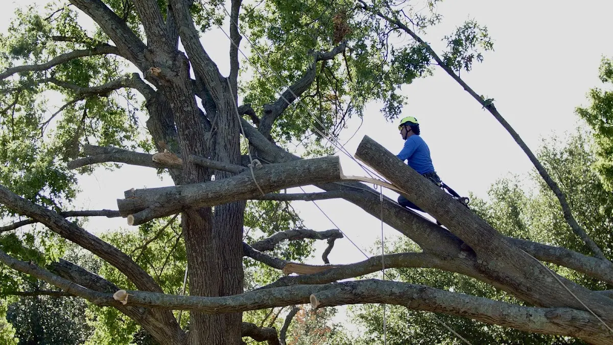 Professional Crown Thinning performed by certified arborists in Pentwater