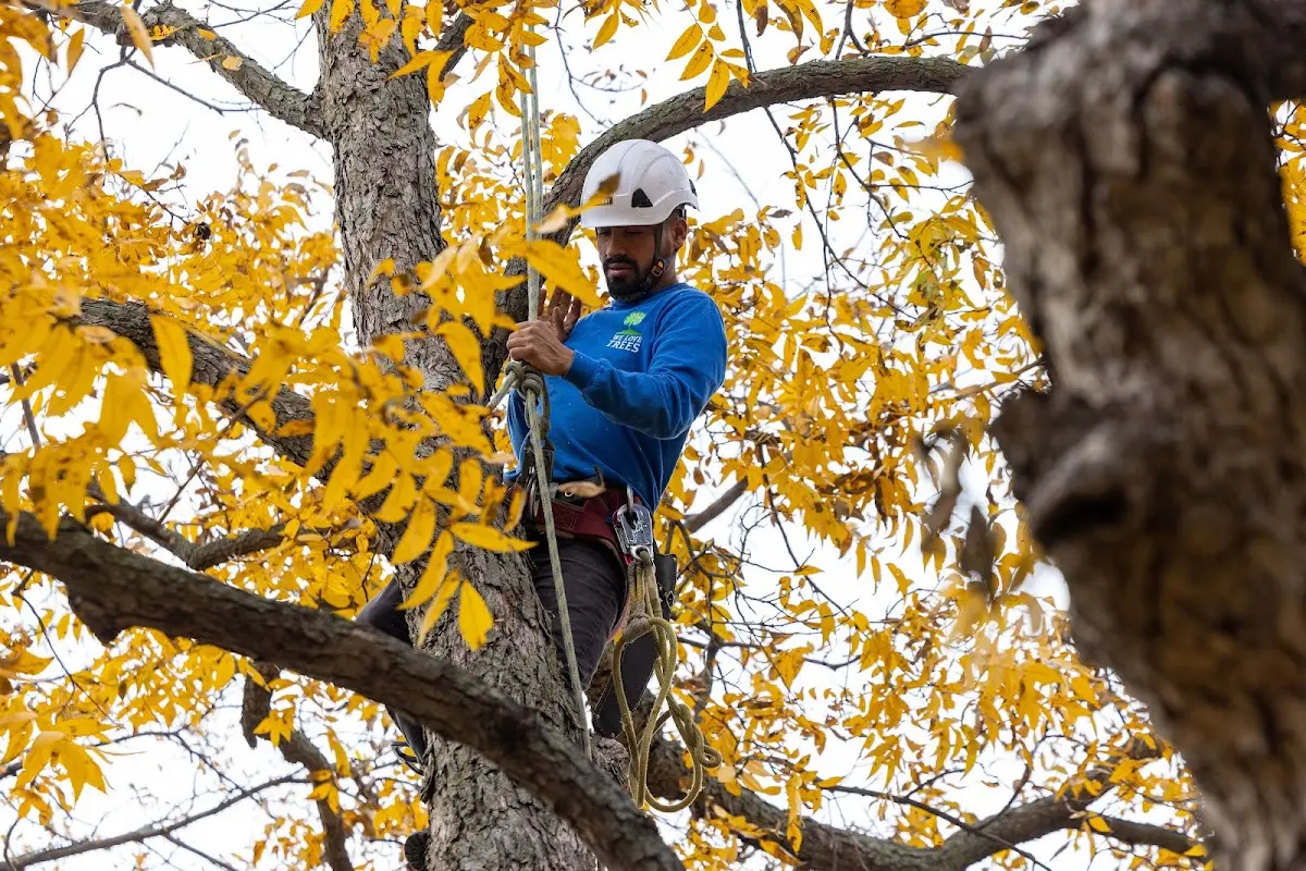 Skilled Tree Transplanting crew working in Pentwater