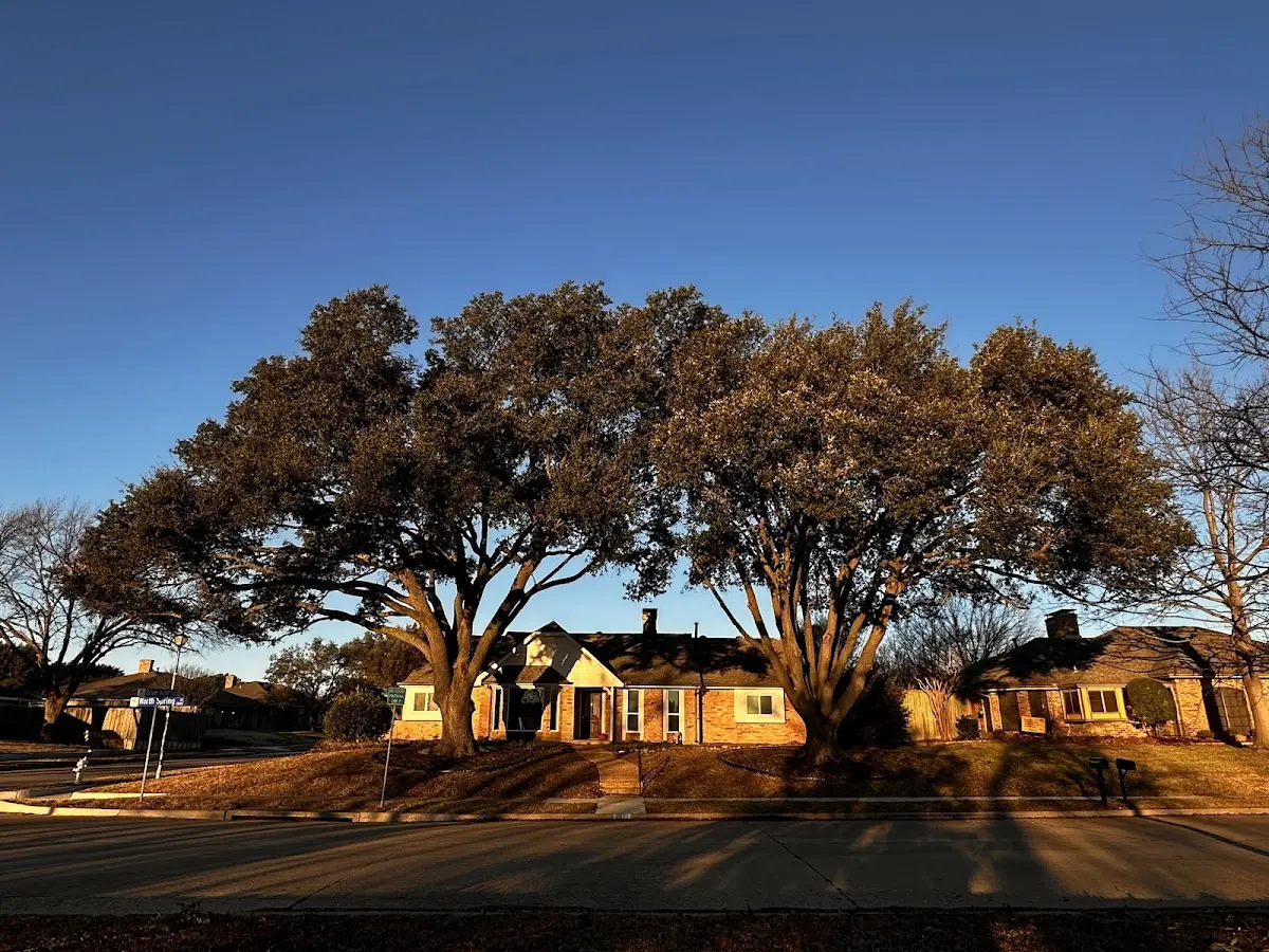 Established residential canopy tree shading a home in Pentwater